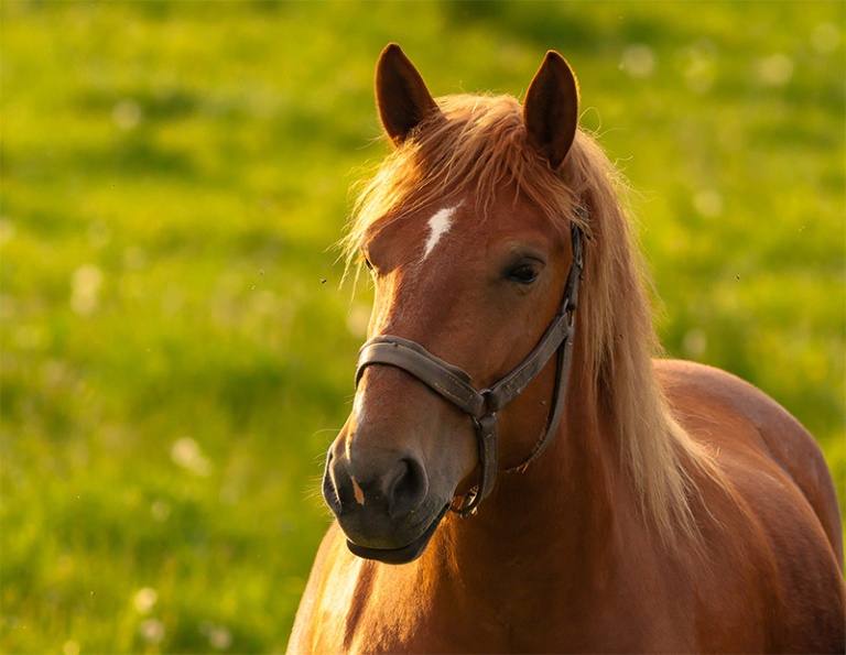 Equine Cushings (PPID) Understanding, Detection, and Treatment