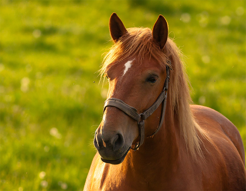 equine-cushings-ppid-understanding-detection-and-treatment-strip5