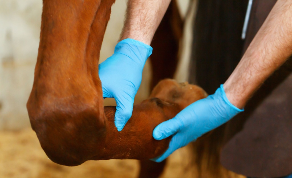 equine-shockwave-therapy-enhancing-your-horses-well-being-banner