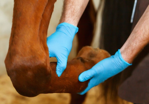 equine-shockwave-therapy-enhancing-your-horses-well-being-banner