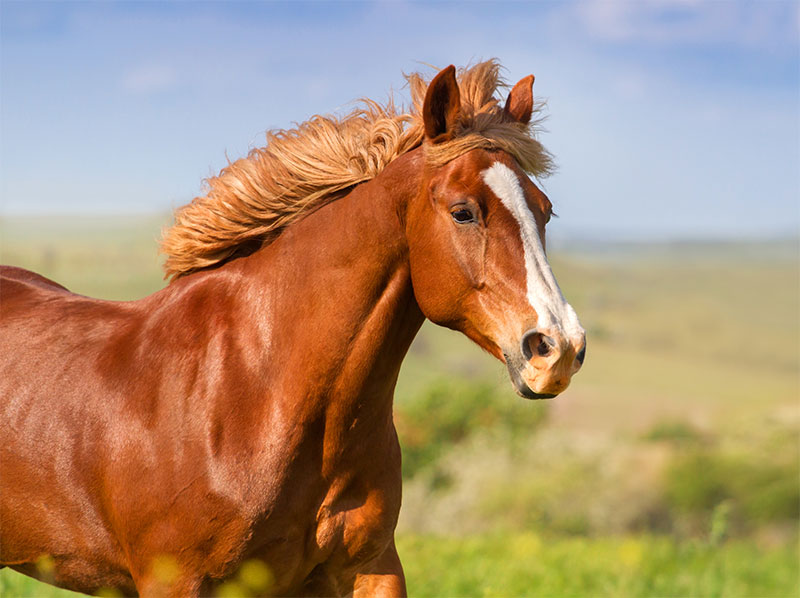 equine-shockwave-therapy-enhancing-your-horses-well-being-strip2