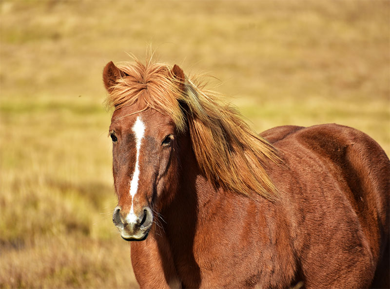 equine-shockwave-therapy-enhancing-your-horses-well-being-strip4